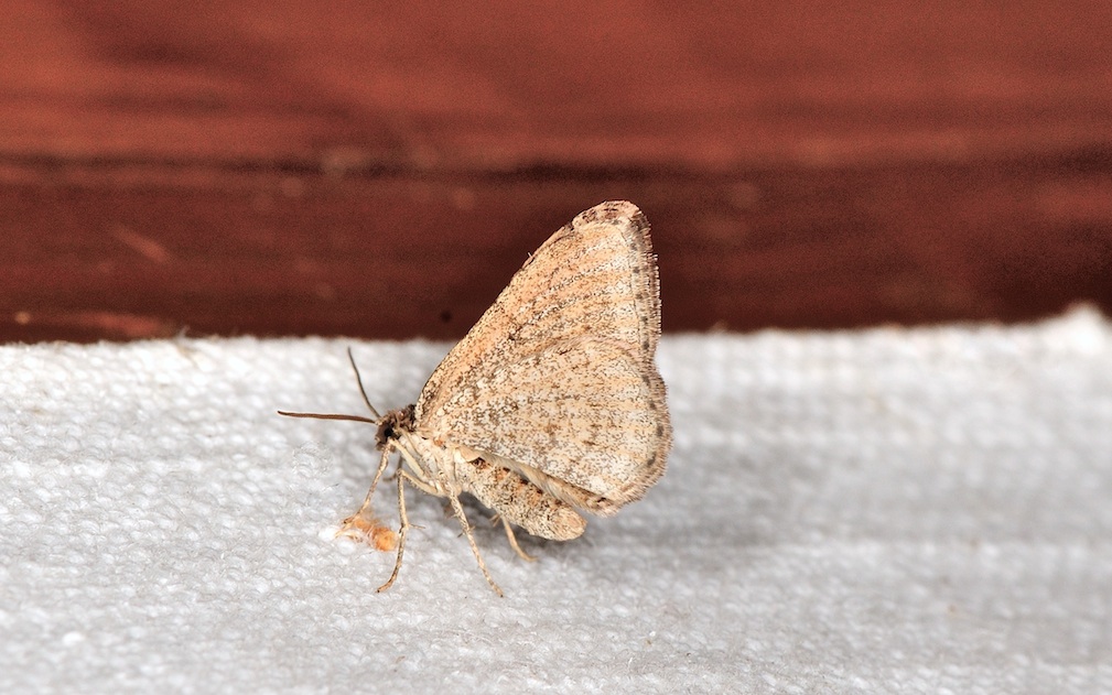 Costaconvexa polygrammata (Geometridae)